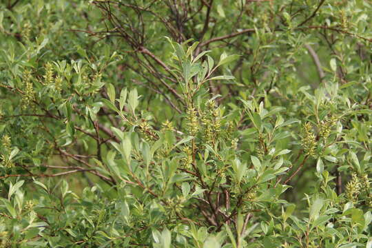 Image of Salix uralicola I. V. Belyaeva