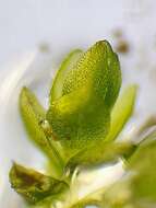 Image of bryum moss