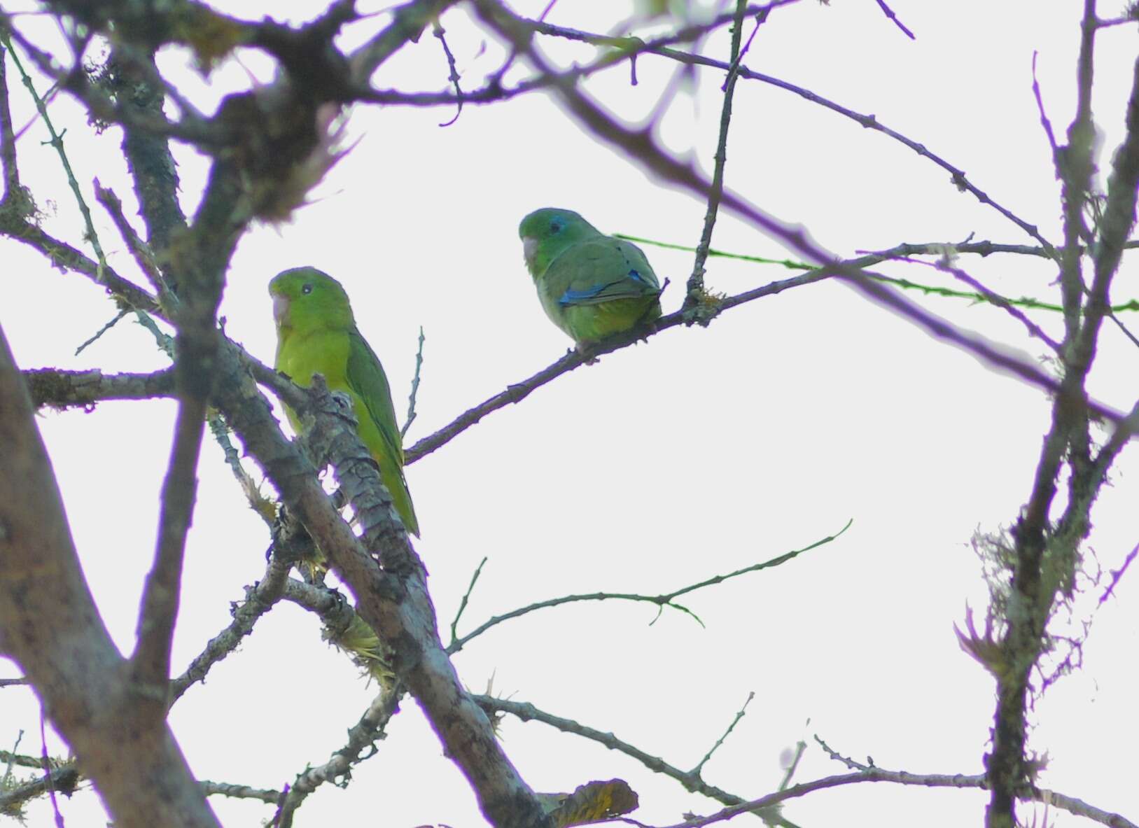 Image of Spectacled Parrotlet