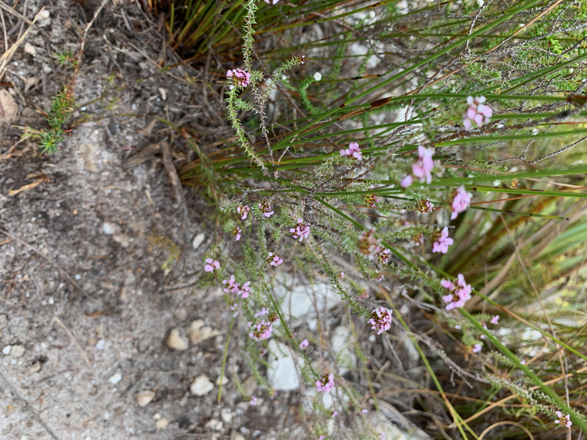 Image of Disparago ericoides (Berg.) Gaertn.