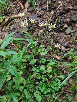 Слика од Leucanthemum rotundifolium (Willd.) DC.