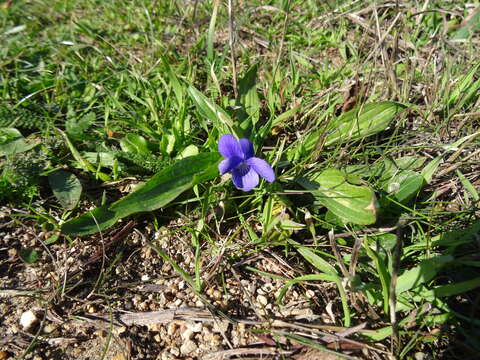 Image of Early Blue (Hook) Violet