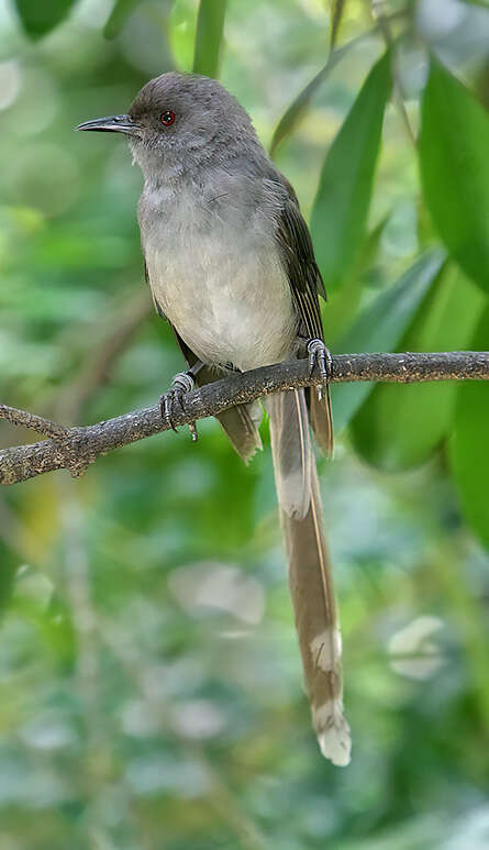 Image of Long-tailed Sibia