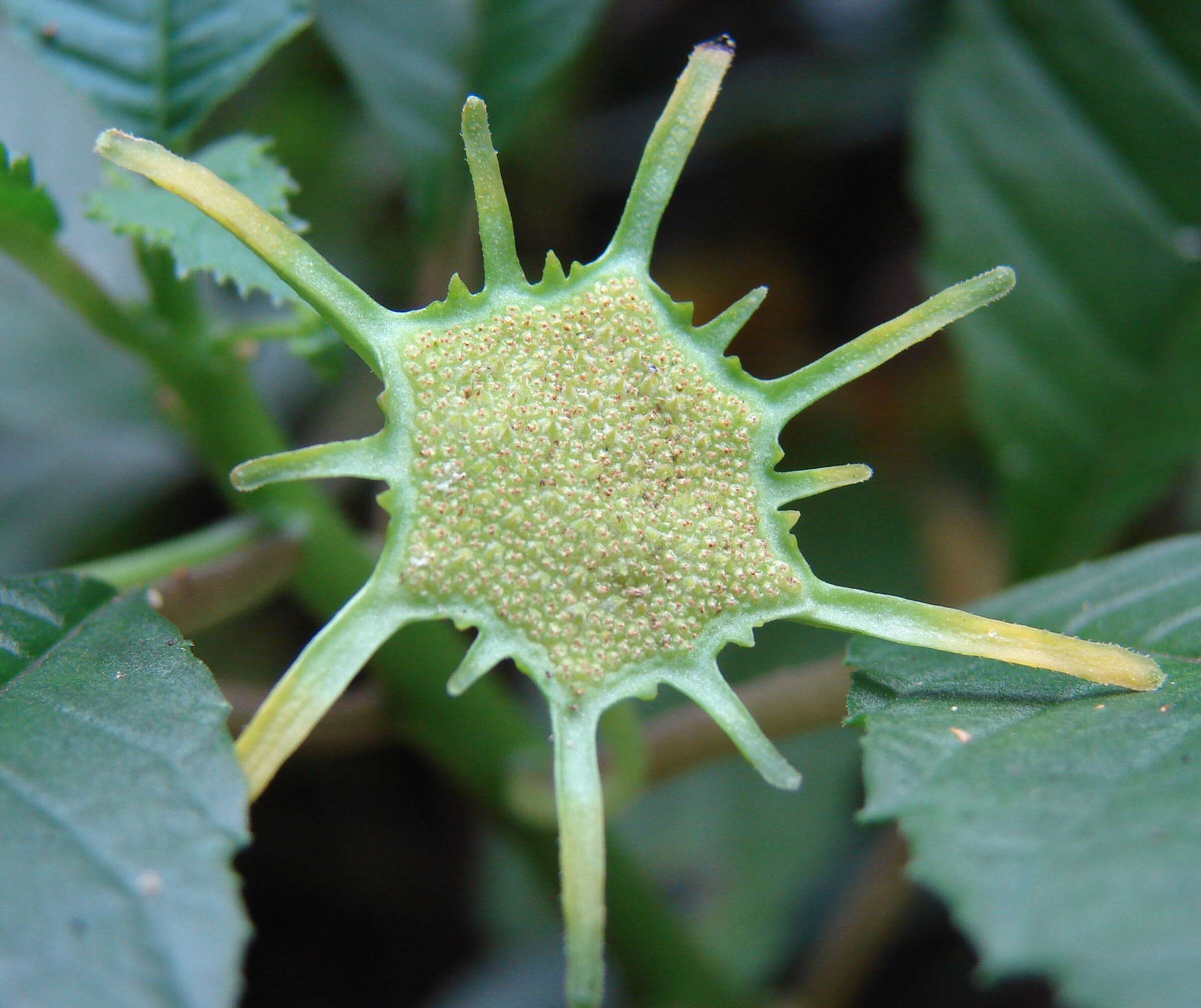 Image of Dorstenia indica Wight