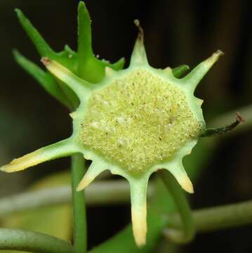 Image of Dorstenia indica Wight