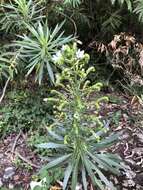 Image of Echium decaisnei subsp. decaisnei