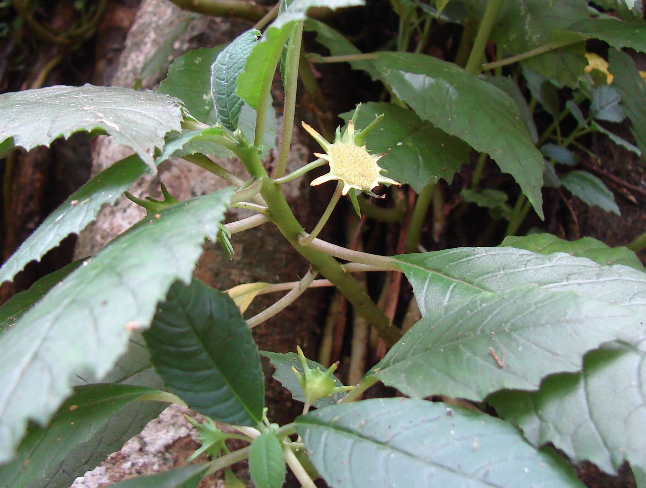 Image of Dorstenia indica Wight