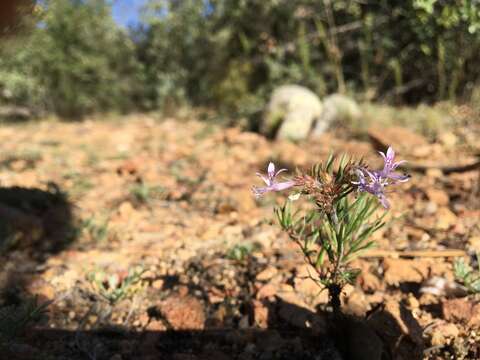 Image of manyflowered ipomopsis