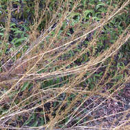 Image of coastal sagebrush