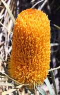 Image of Banksia benthamiana C. A. Gardner