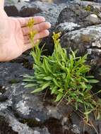 Image of Solidago simplex var. ontarioensis (Ringius) G. S. Ringius