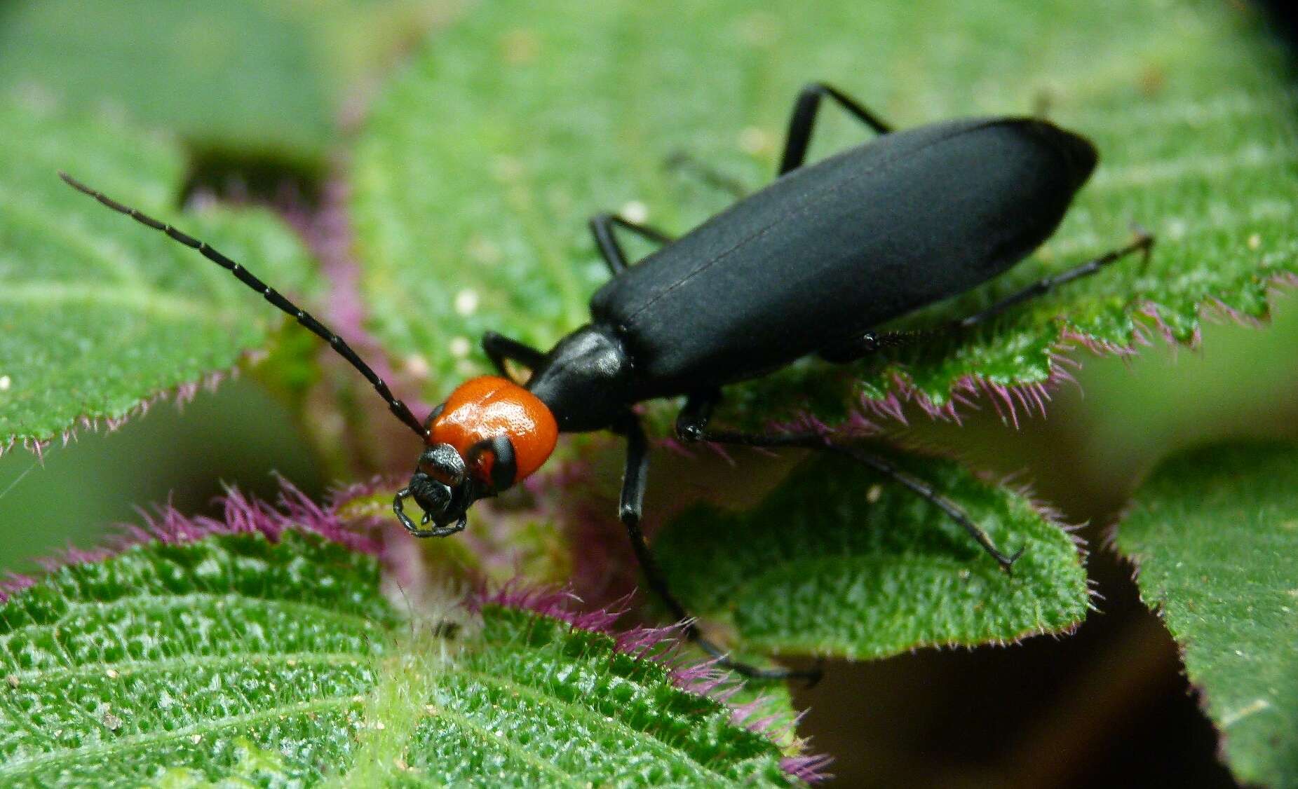 Image of Striped Blister Beetle