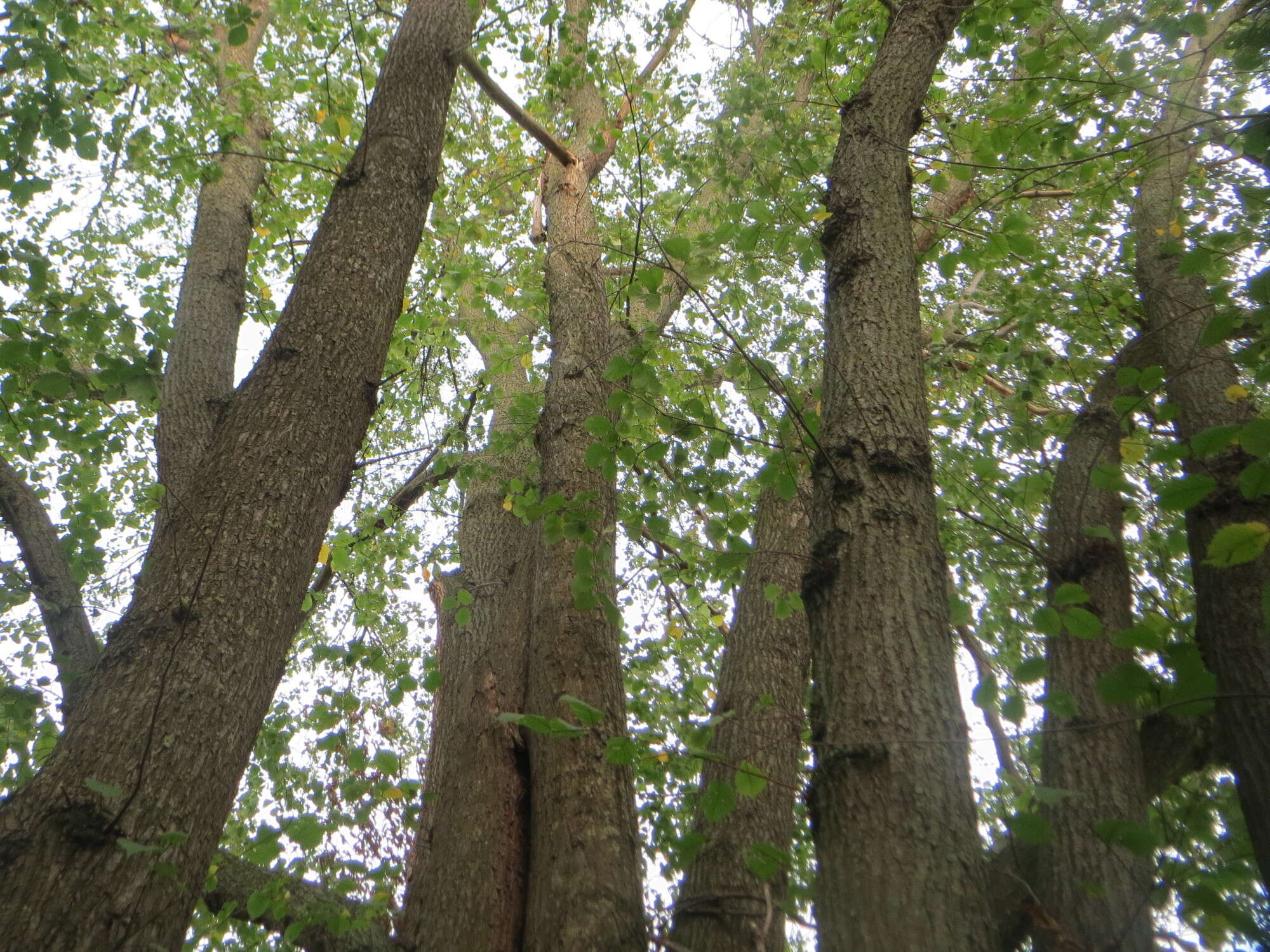 Image of Small-leaved Elm