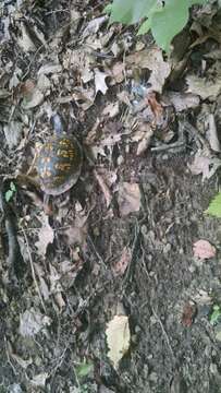 Image of American Box Turtle