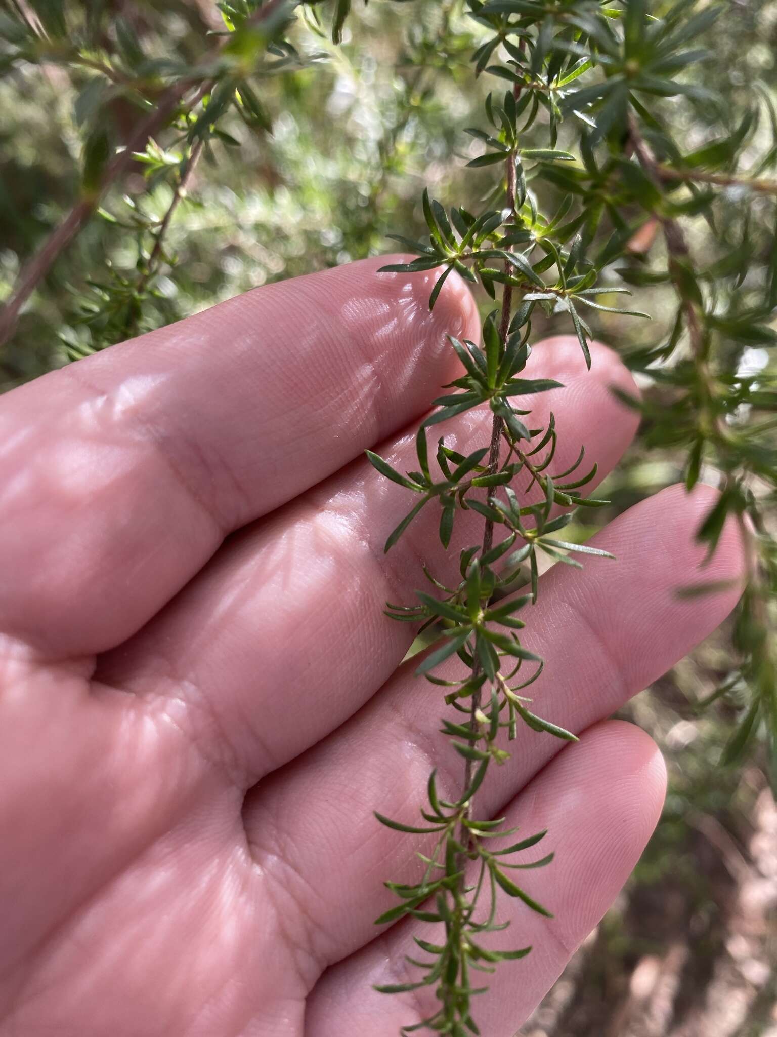 Sivun Leptospermum juniperinum Sm. kuva