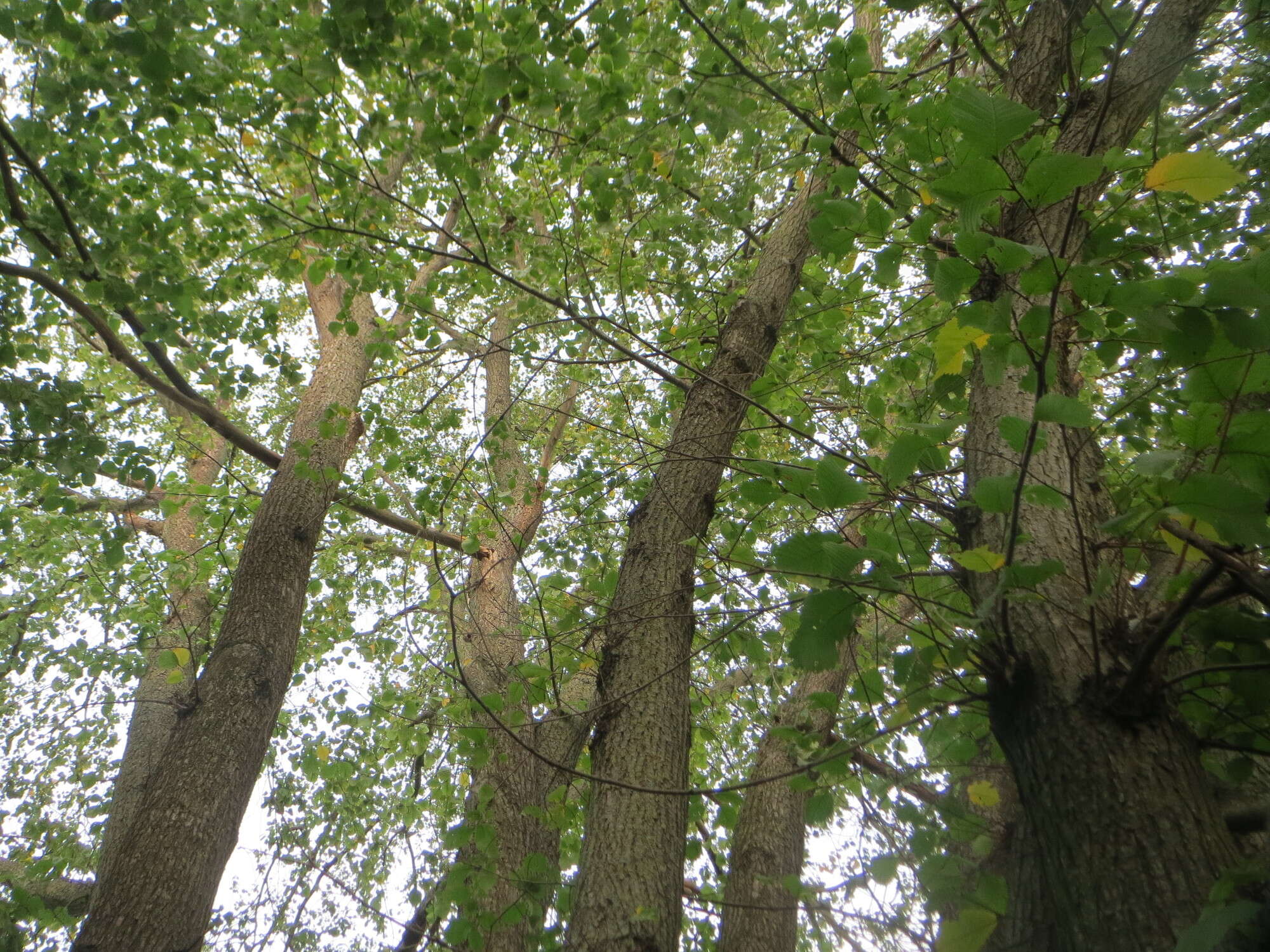 Image of Small-leaved Elm