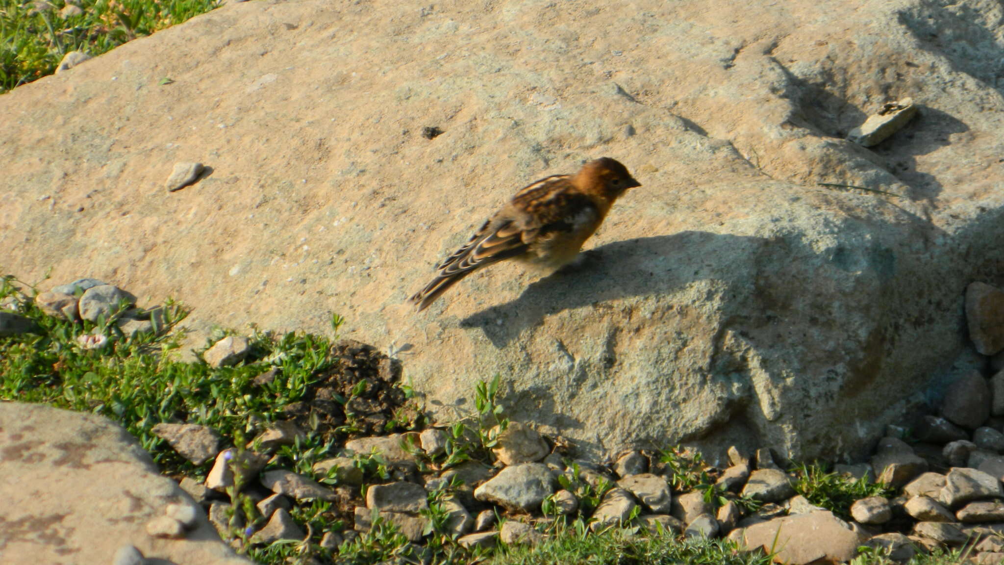 Image of Plain Mountain Finch