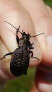 Image of Carabus (Orinocarabus) concolor Fabricius 1792