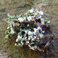 Image of cup lichen