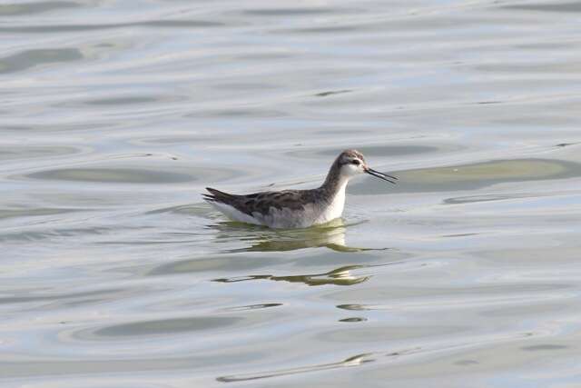 Image of Wilson's Phalarope