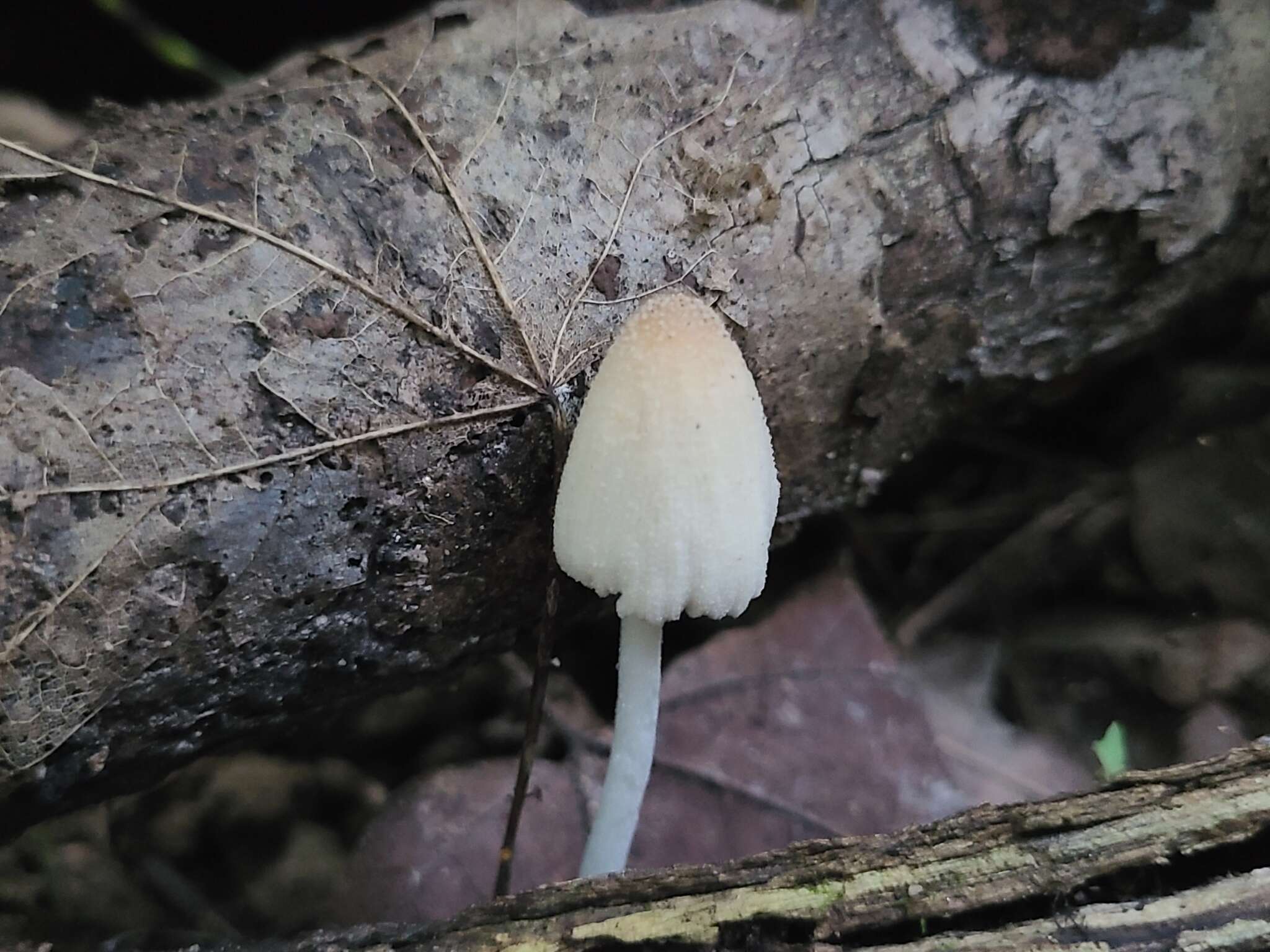 Image of Coprinellus xanthothrix (Romagn.) Vilgalys, Hopple & Jacq. Johnson 2001