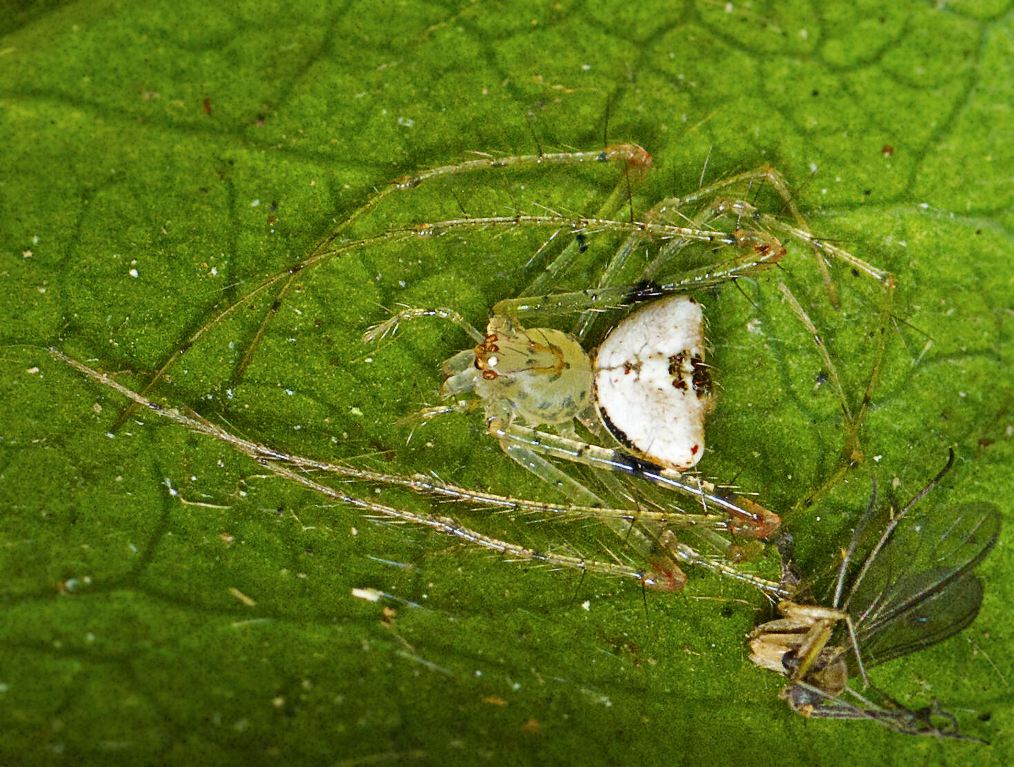 Image of Australomimetus triangulosus Heimer 1986