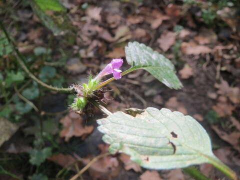 Image of Common hemp nettle