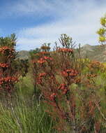 Image of Berzelia intermedia (D. Dietr.) Schltdl.