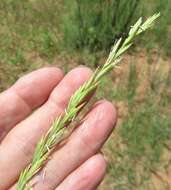 Image of Western-Wheat Grass