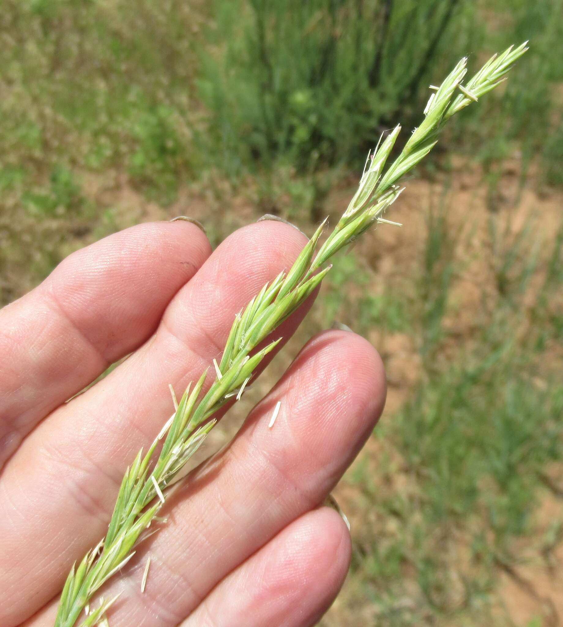 Elymus smithii (Rydb.) Gould的圖片