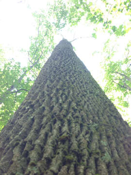 Image of American Ash