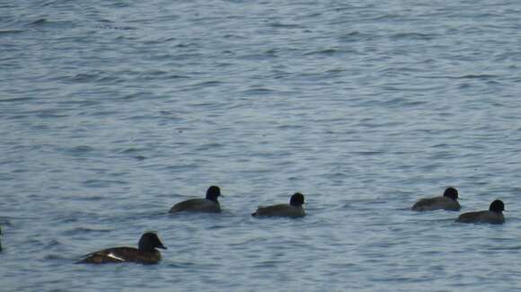 Image of White-winged Scoter