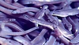 Image of American Eel