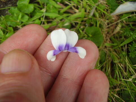 Image of Viola banksii K. R. Thiele & Prober