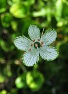 Image of largeleaf grass of Parnassus