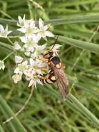 Image of Stizus brevipennis Walsh 1869