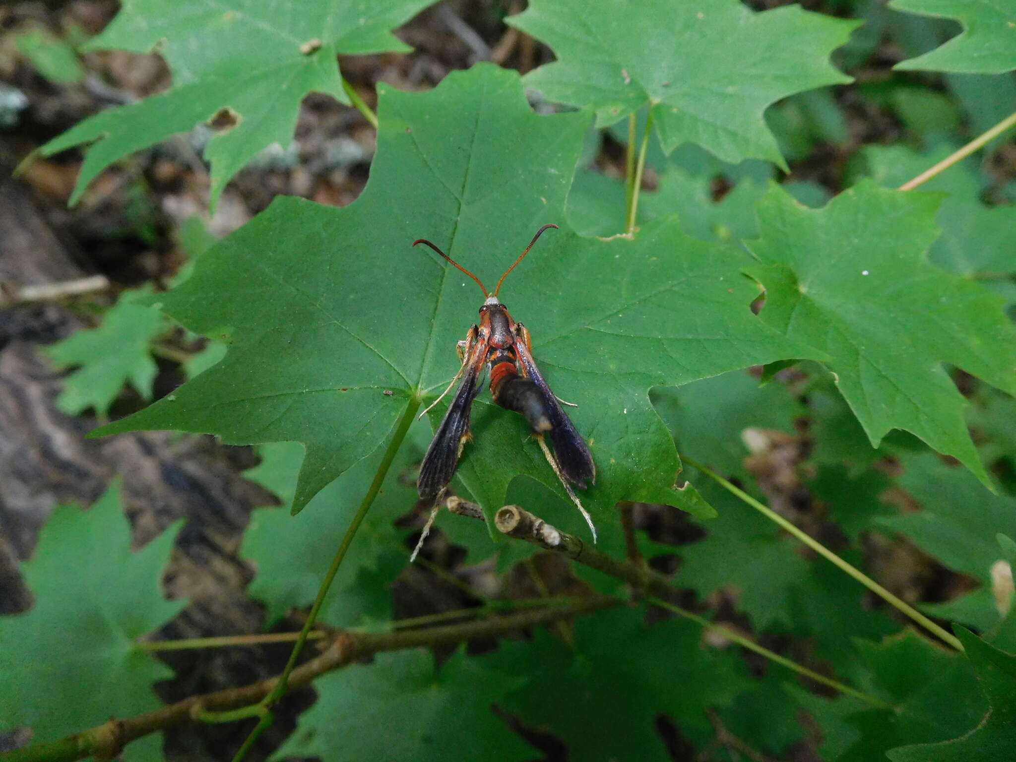 Image of Ash/Lilac Borers