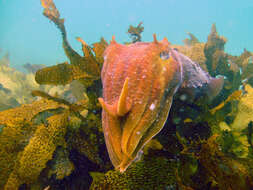 Image of Giant Australian Cuttlefish