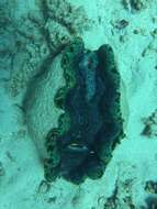 Image of Southern Giant Clam