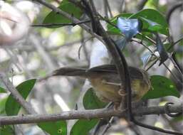 Imagem de Cyanoderma ruficeps (Blyth 1847)