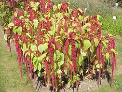 Imagem de Amaranthus caudatus L.