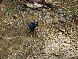 Image of <i>Papilio bianor thrasymedes</i>