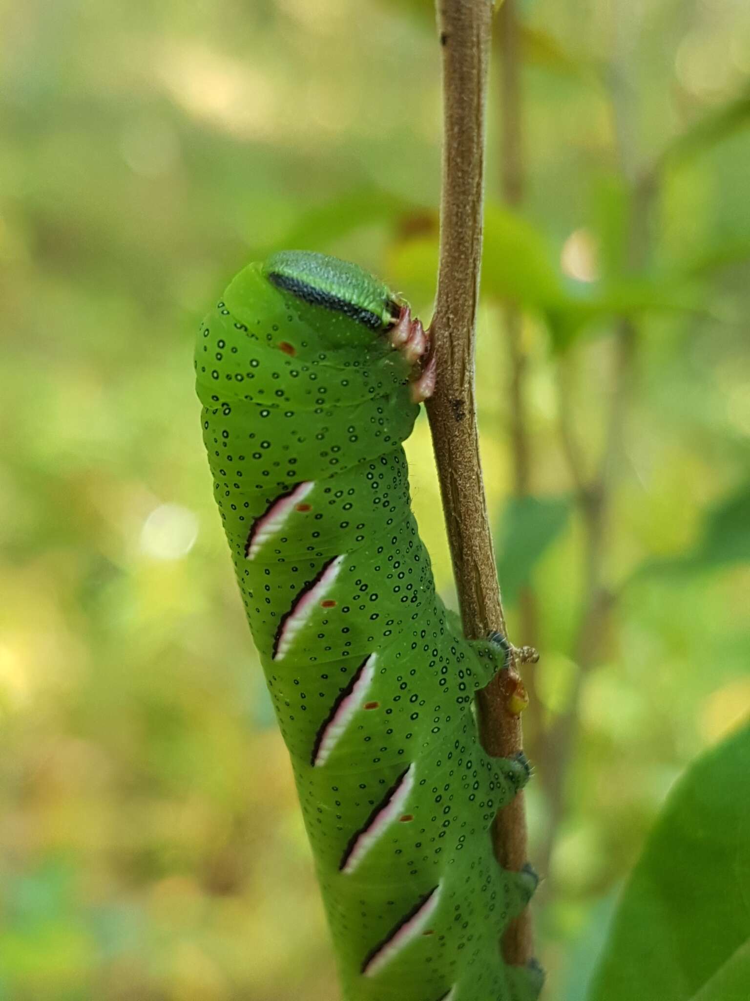 Image of Poecila sphinx