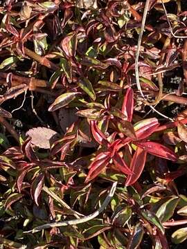 Image of creeping primrose-willow