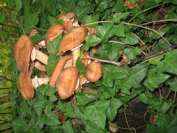 Image of Honey Fungus