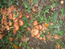 Image of Honey Fungus