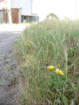 Image of pot marigold