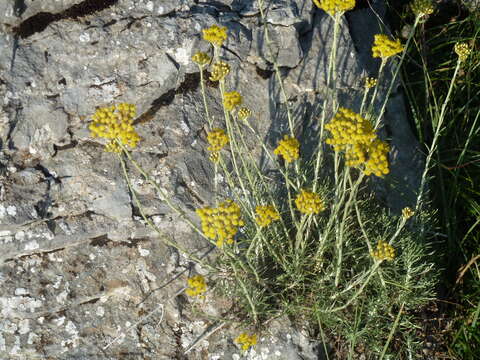 Image of Helichrysum italicum subsp. italicum