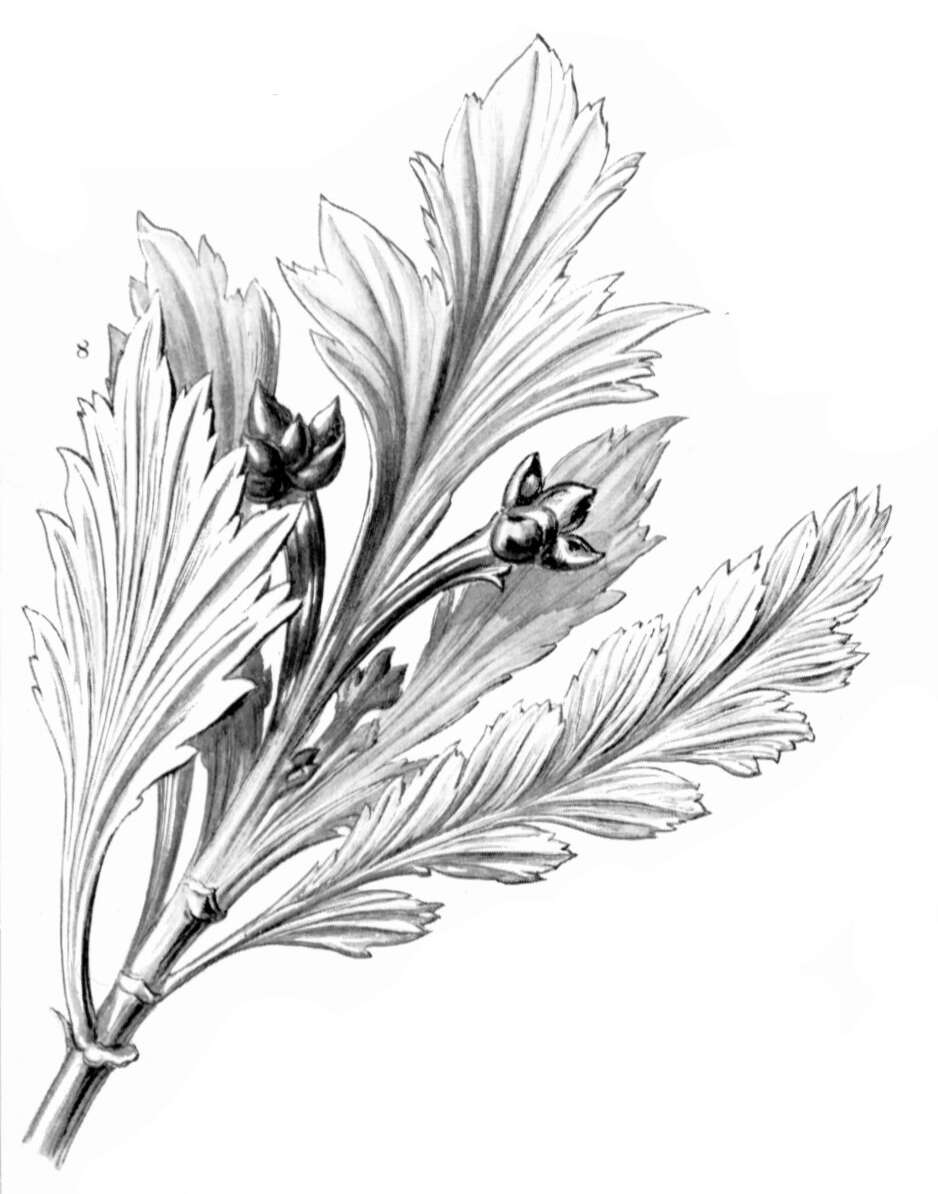 Image de Phyllocladus aspleniifolius (Labill.) Hook. fil.