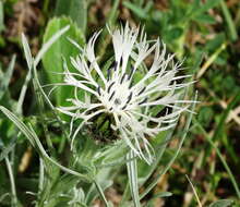 Plancia ëd Centaurea napulifera Rochel